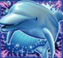 Dolphin Reef สัญลักษณ์ Wild